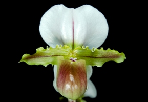 Paphiopedilum spicerianum Arnie AM/AOS 80 pts.